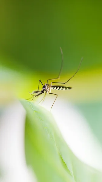 Mosquito na folha — Fotografia de Stock