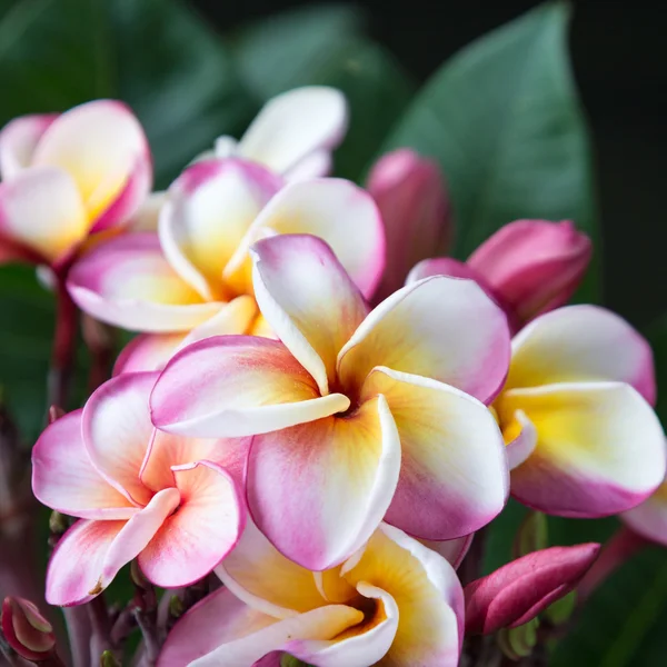 Plumeria blomma i full blom — Stockfoto