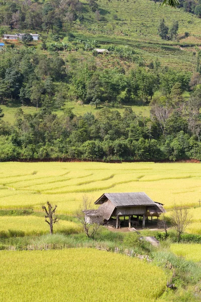 房子建在稻田中间. — 图库照片