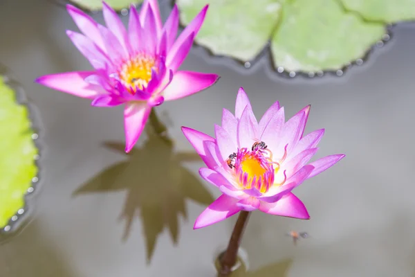 Blå lotus blommande — Stockfoto