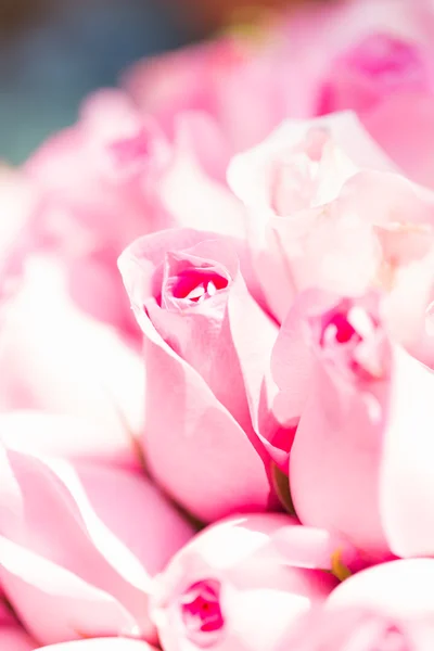 Veel bloeiende roze rozen — Stockfoto