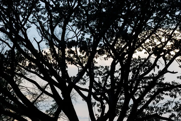 Тіні гілок дерев — стокове фото