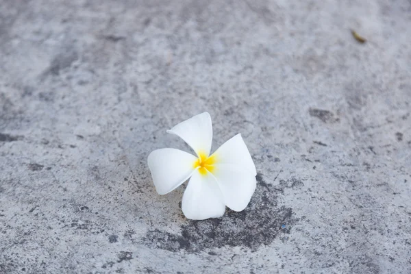 Vit blomma som föll på golvet. — Stockfoto