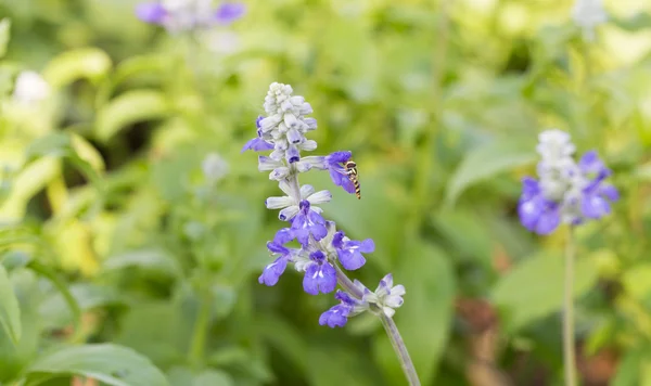 畑のラベンダーの花. — ストック写真