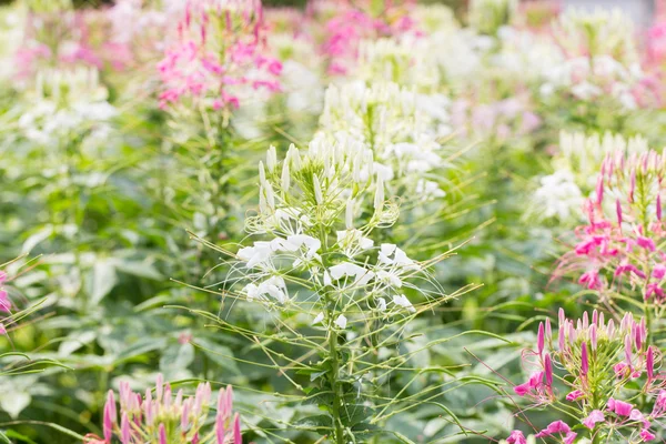 庭に植えた花を植えること. — ストック写真