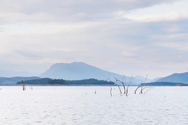 Dry tree dead in dam — Stock Photo, Image