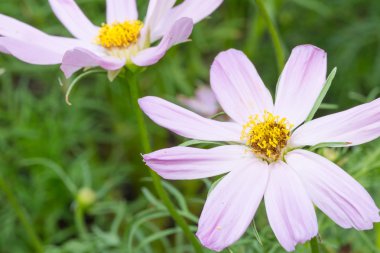 Küçük çiçekler açar çiftlikler.