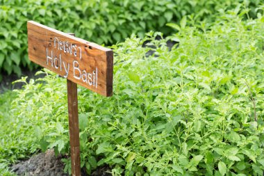 Kutsal fesleğen bitki