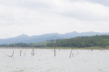 Kuru ağacında ölü Barajı