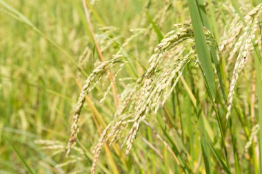 orejas de arrozkulakları pirinç