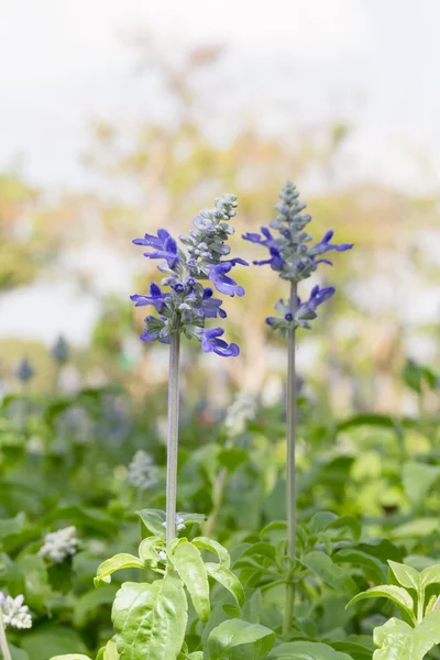 Lavender flowers in a field. — Stock Photo, Image