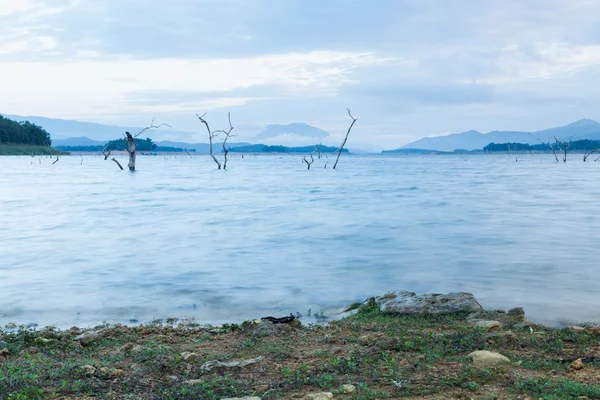 Dry tree dead — Stock Photo, Image