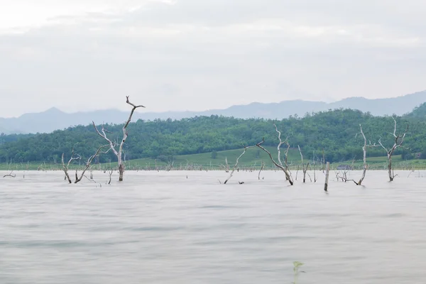 Árbol seco muerto — Foto de Stock