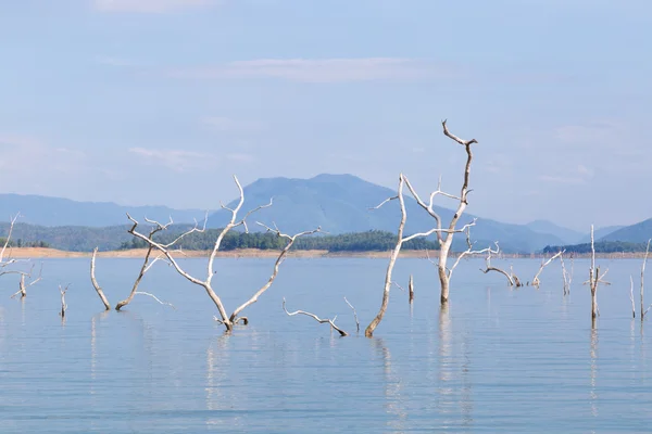 Albero secco morto — Foto Stock