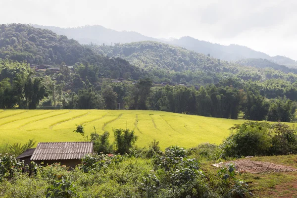 Woning ligt in de rijstvelden — Stockfoto