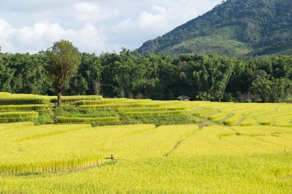 Granja de arroz en la montaña — Foto de Stock