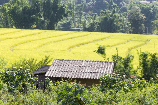 Casa está en los campos de arroz —  Fotos de Stock