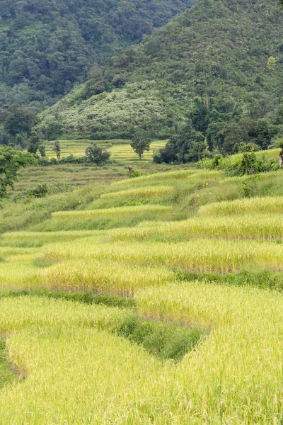 Granja de arroz en la montaña —  Fotos de Stock