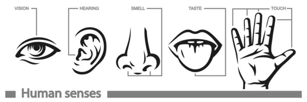 Cinco iconos de sentidos humanos establecidos. Visión oído olor tacto sabor signos — Vector de stock