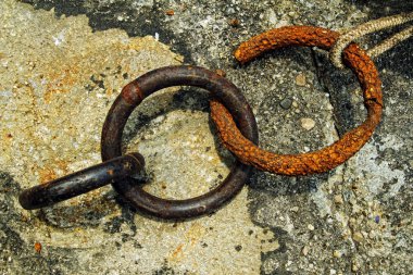 su kafasına su aygırı