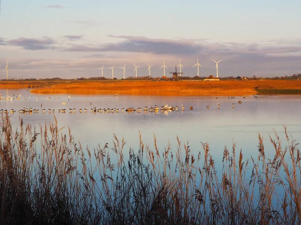 Ptáci Jezeře Přátelské Prostředí Energie Pozadí — Stock fotografie