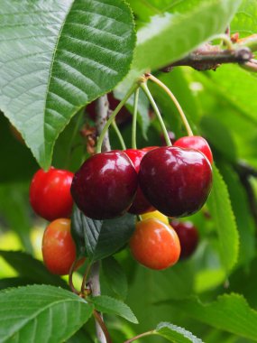 Ağaçta asılı lezzetli kirazlar