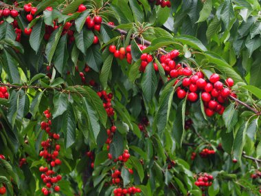 Ağaçta asılı kirazları yemeye hazır lezzetli.