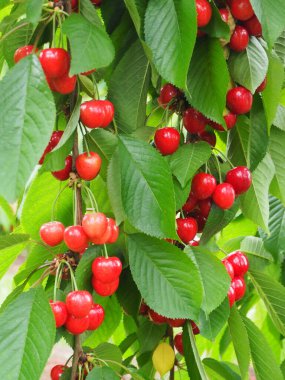 Ağaçta asılı kirazları yemeye hazır lezzetli.