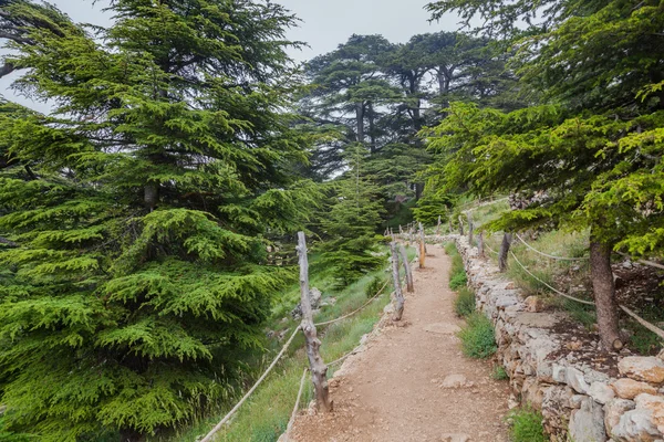 Sentier dans la forêt de cèdres dans la vallée de Qadisha, Liban — Photo