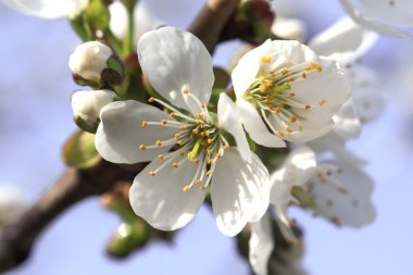 Çiçek açması dal kiraz