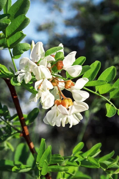 Blommande vit akacia — Stockfoto