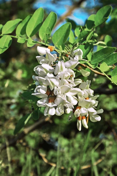 Blommande vit akacia — Stockfoto