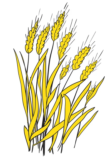 Шипы спелой пшеницы — стоковый вектор