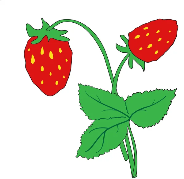 Le buisson de fraises mûres — Image vectorielle