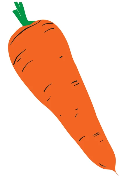 Rijp oranje wortel — Stockvector