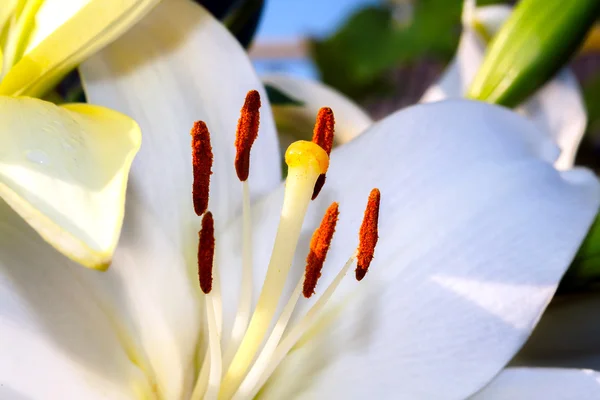 White lily closeup — Stock Photo, Image