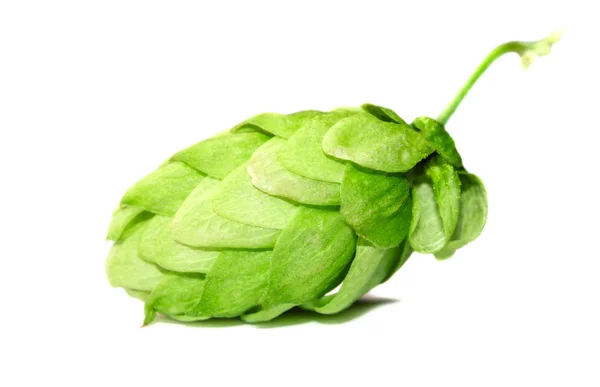 Closeup kuželem hop — Stock fotografie