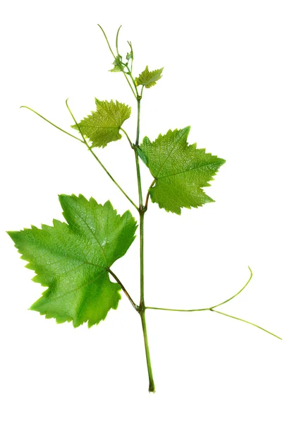 Виноград и листья — стоковое фото