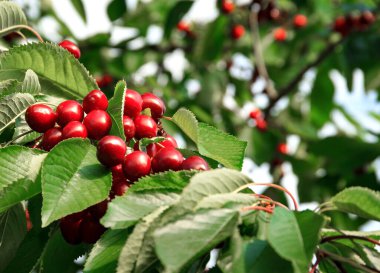 Olgun kırmızı kiraz dallarının arka planı