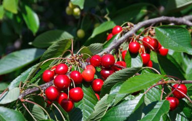 Olgun kırmızı kiraz dallarının arka planı
