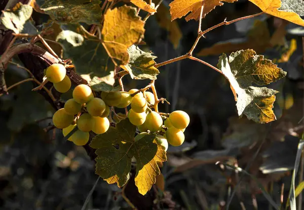 Een Bos Witte Druiven Bij Zonsopgang Late Herfst — Stockfoto