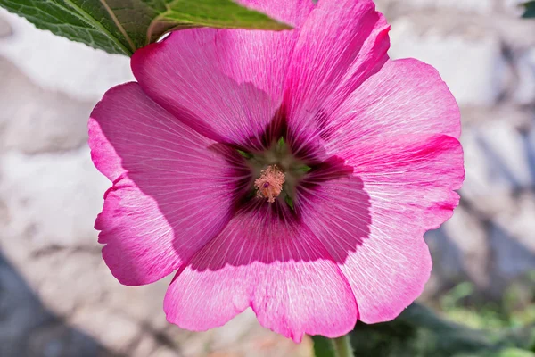 Rózsaszín mályva — Stock Fotó