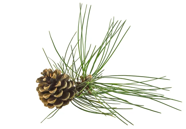 Pine branch with cone Stock Picture