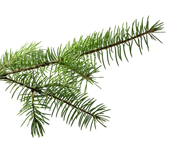 Spruce branch — Stock Photo, Image