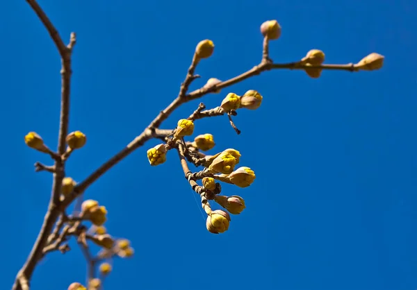 コーネリアン チェリーの枝 — ストック写真