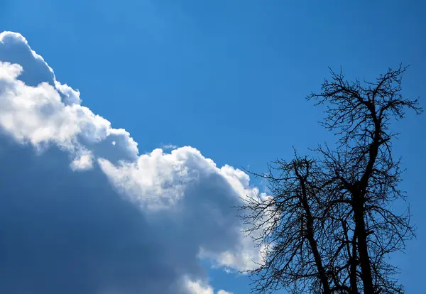 Awan langit dan pohon siluet — Stok Foto