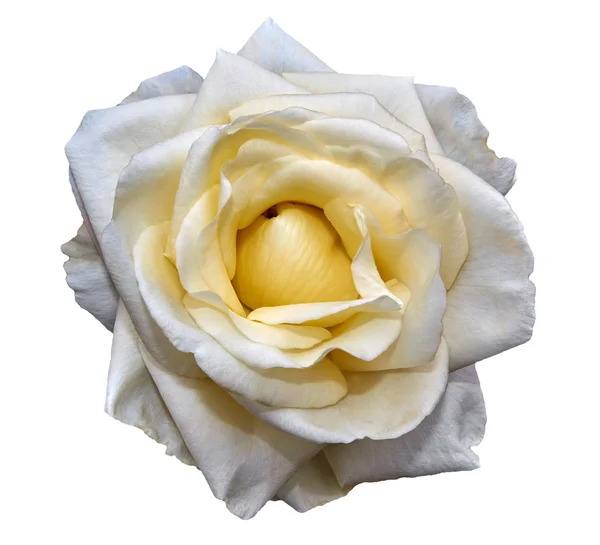 Weiße Rose — Stockfoto