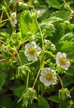 çiçek açan çilek