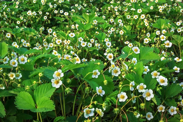 Glade de fresa — Foto de Stock