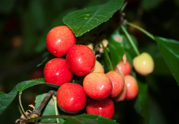 Ramo de cereza dulce madura —  Fotos de Stock